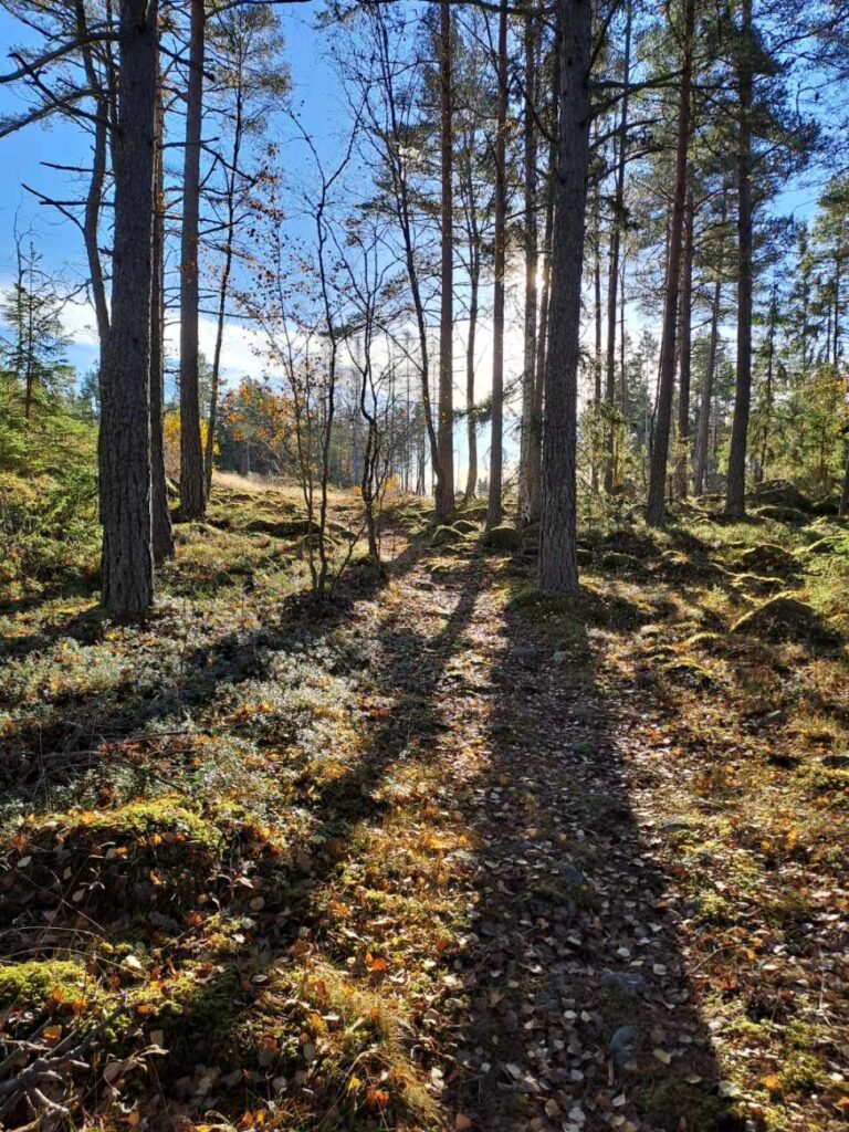 Skogsbad, skogsbacke i solsken